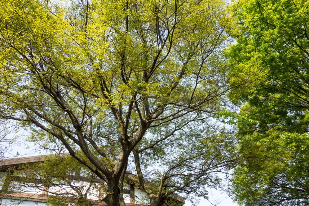 My Neighbor's Tree is Wrecking My Yard! What Texas Law Says You Can Do.